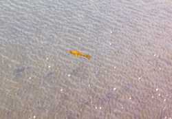 Where's the gold fish?