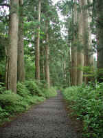 hakone-cedarst-061103-04.jpg (654466 bytes)