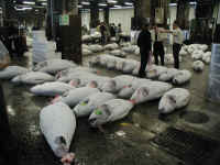 tokyo-fishmarket-061003-02.jpg (497924 bytes)